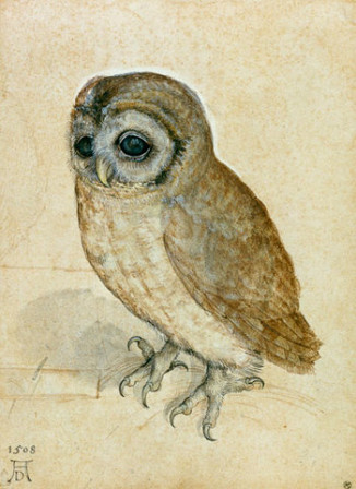 chouette-effraie-albert-durer