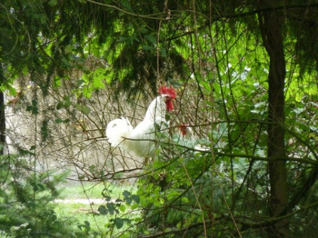 coq-blanc3