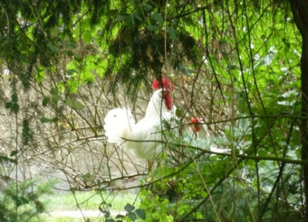 coq-blanc4