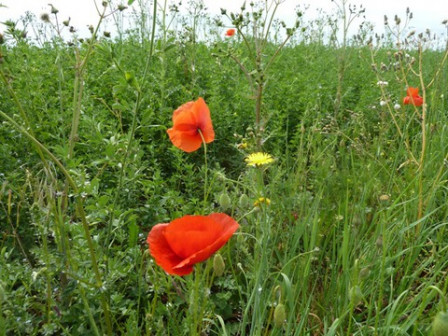 coquelicot