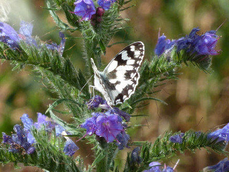 demi-deuil-sur-vipérine2, juin 2011 demi-deuil-sur-vipérine2