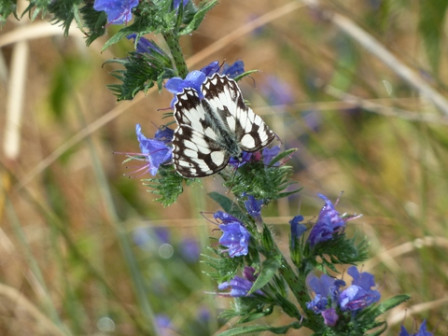 demi-deuil-sur-vipérine, juin 2011 demi-deuil-sur-vipérine