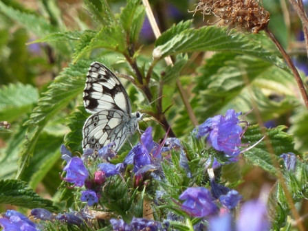 demi-deuil-sur-vipérine5, juin 2011 demi-deuil-sur-vipérine5
