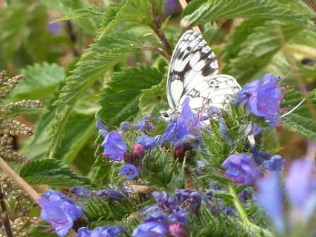 demi-deuil-sur-vipérine4, juin 2011 demi-deuil-sur-vipérine4