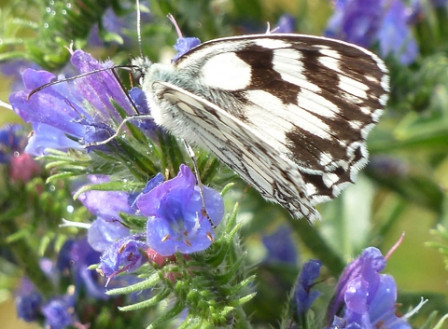 demi-deuil-sur-vipérine3, juin 2011 demi-deuil-sur-vipérine3