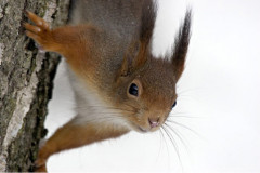 ecureuil3