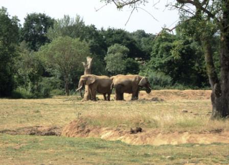 éléphants