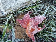 givre3, déc. 2010 givre3