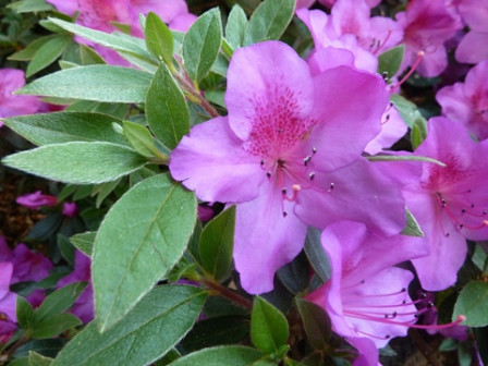 jardin-Rhododendrons