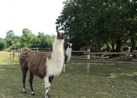 animaux-sauvages-lamas