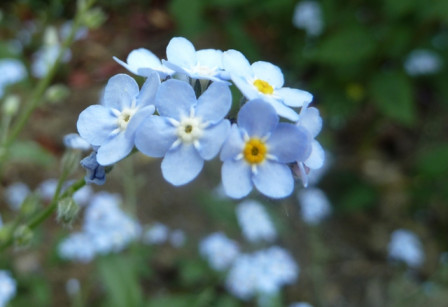 myosotis3