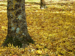 tapis-de-feuilles