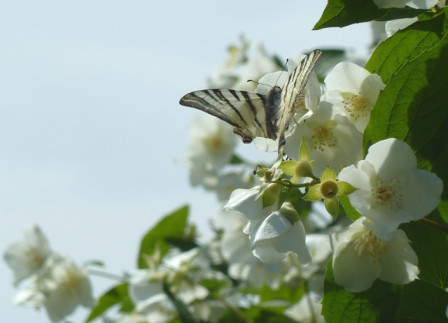 Papillon, mai 2011 Papillon