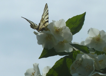 papillon-2, mai 2011 papillon-2