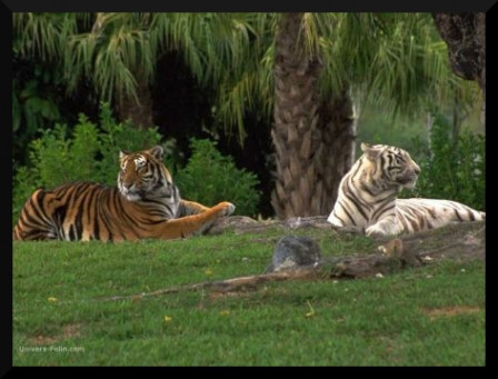 tigre-blanc-et-brun-cadre
