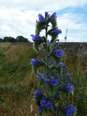 vipérine, juin 2011 vipérine