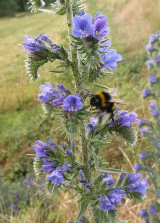 vipérine-bourdon, juin 2011 vipérine-bourdon