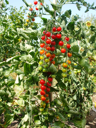 tomates-cerises, août 2009