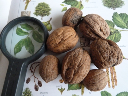 noix-loupe