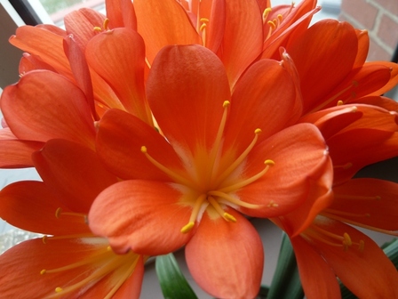 Clivia-1