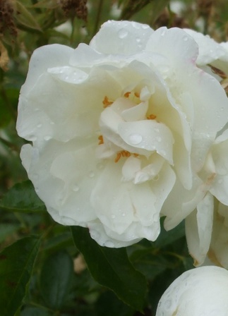 fleur-mouillée, juin 2013 fleur-mouillée