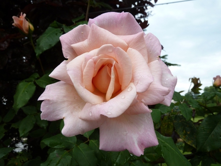 Rose-mouillée1, juin 2013 Rose-mouillée1