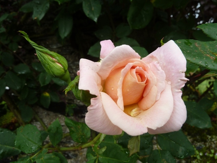 Rose-mouillée2, juin 2013 Rose-mouillée2