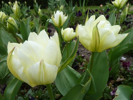 Tulipes-blanches, avr. 2013 Tulipes-blanches