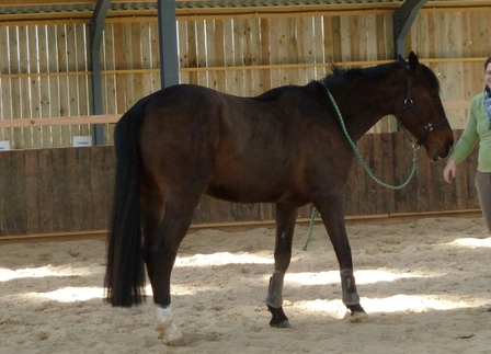 cheval-Paques, avr. 2013 cheval-Paques