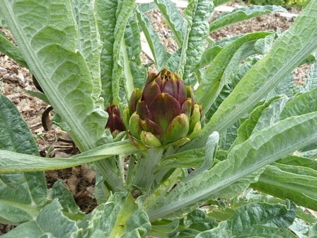 arichaud-violet-de-provence