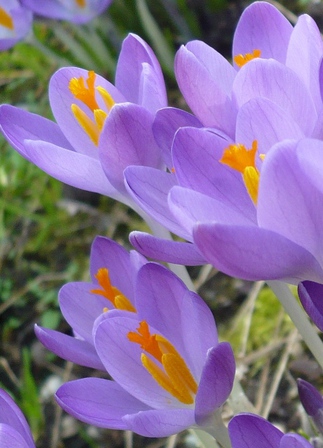 Crocus, fév. 2014 Crocus