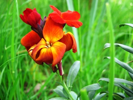 fleur anniversaire, avr. 2009