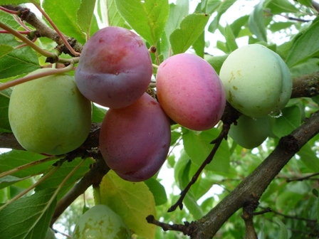 fruits-vacances, août 2010 fruits-vacances