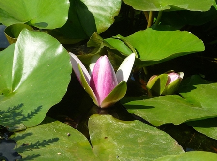 nénuphars en bouton