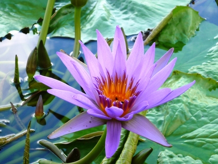 nénuphars mauves avec insectes
