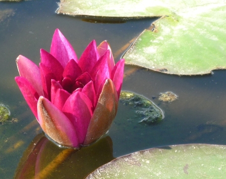 nénuphars fuschia