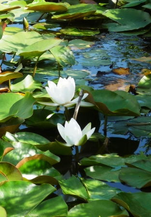 nénuphar blanc 2