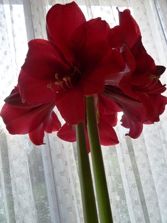 amaryllis, fév. 2011 amaryllis