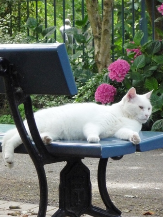 chat2, juil. 2010 chat2