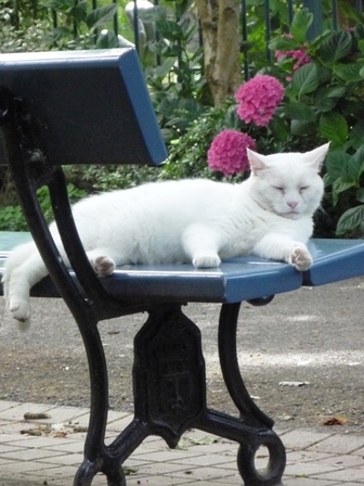 chat-arboretum, juil. 2010 chat-arboretum