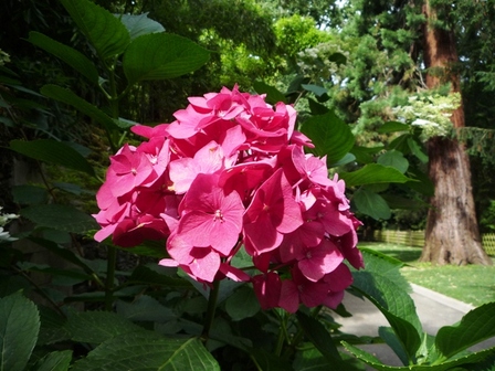 hortensia, juil. 2010 hortensia