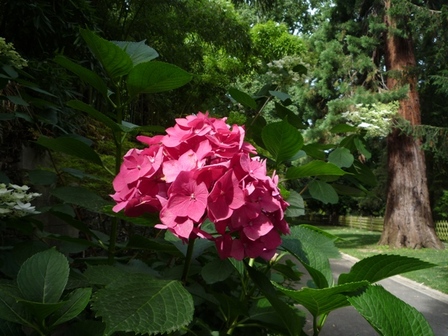 hortensia2, juil. 2010 hortensia2