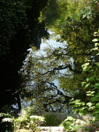 Arbres-reflets-arborétum