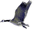 canards-volant07.gif