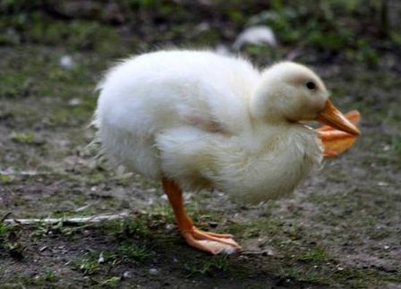 Caneton de chez Taloupe