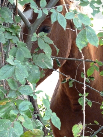 cheval-contre-l-arbre