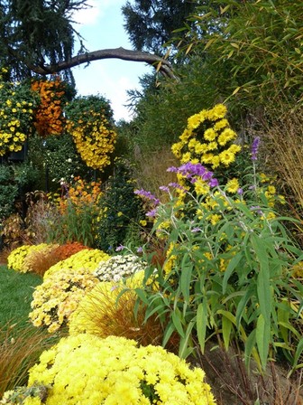 chrysanthème1, nov. 2010 chrysanthème1