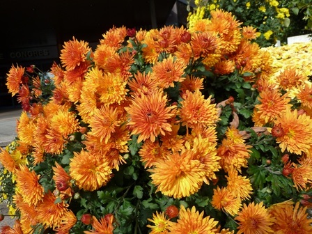 chrysanthème2