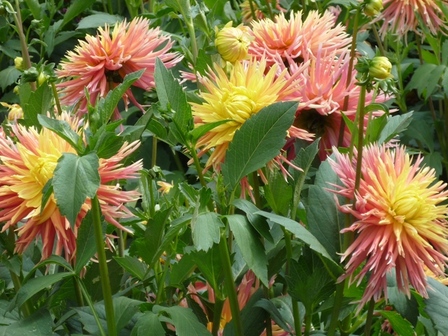 dahlias-jaune-orange