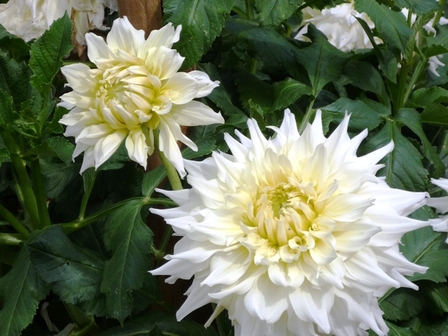 dahlias-blanc